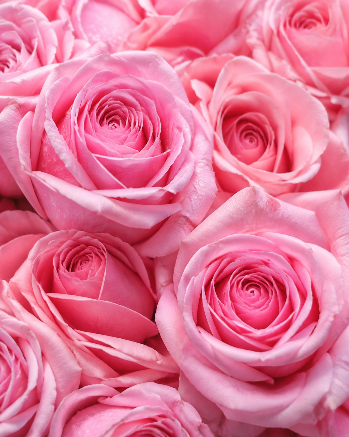 Roses fraîches en gros plan